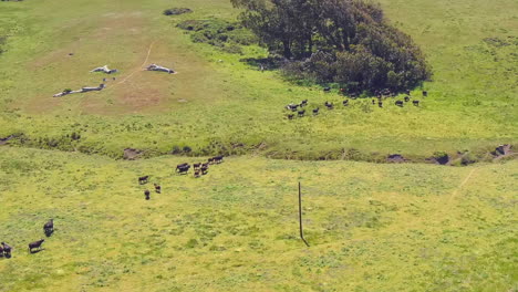 A-herd-of-domestic-cattle-on-a-grassy-meadow-near-RCA-Beach,-California---aerial-flyover