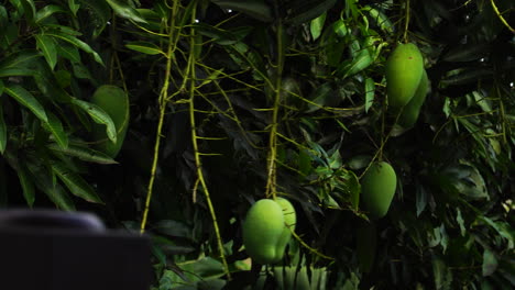Unripe-green-mangoes-hanging-from-tree