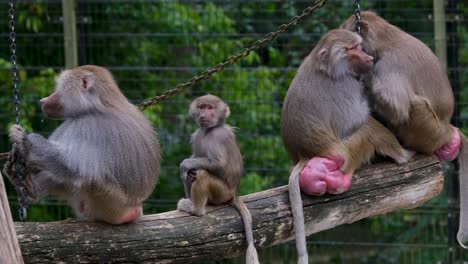 A-family-of-baboon-monkeys-resting-at-the-zoo-with-adults-and-youngsters,-still-shot-of-papio-primates