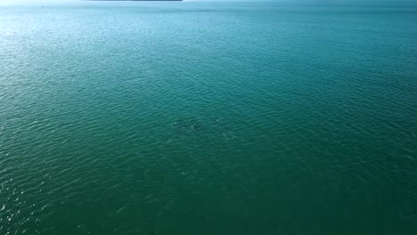 Delfines-Saltando-Por-El-Agua-En-Verano