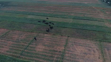 Drone-shot-going-backwards-view-from-above-of-a-green-and-yellow-field-of-grass-with-bulls-with-horns-and-cows-eating-grass