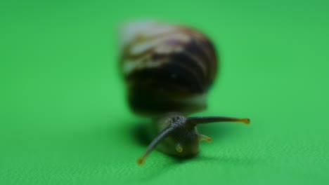 Snail-crawling-on-green-screen