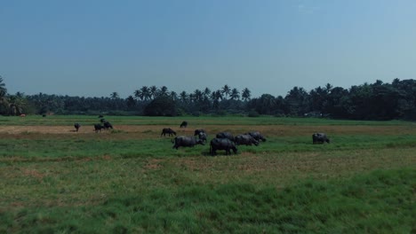 A-cinematic-low-angle-Drone-shot-flying-towards-and-above-a-group-of-bulls-with-horns-and-cows-walking-a-the-field-with-a-tropical-forest-around-and-a-blue-sky,-view-from-above,-Goa-resort,-India