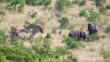 Group-of-African-elephants-in-the-savannah,-wide-shot-of-a-family-of-elephants-in-the-wild
