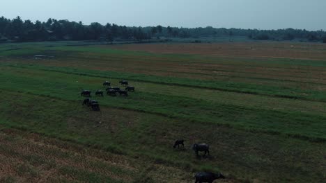 A-cinematic-Drone-tilt-shot-of-bulls-and-cows-walking-a-the-field-with-a-tropical-forest-around-and-a-blue-sky,-view-from-above,-Goa-resort,-India