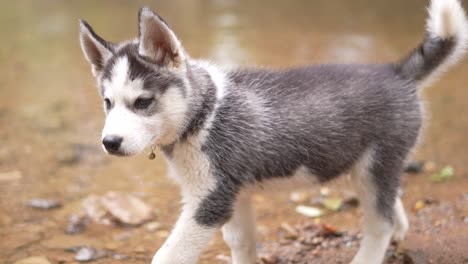 Perro-Husky-Siberiano,-Perro-Husky-Bebé,-Cachorro,-Perro-En-El-Río,-Naturaleza,-Animal-Doméstico-En-Un-Lago,-Alaska,-Perro-Juguetón,-Divertido