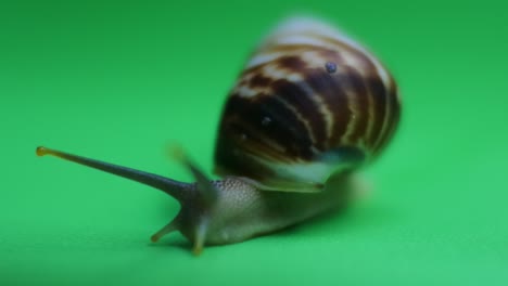 Snail-crawling-on-green-screen-4