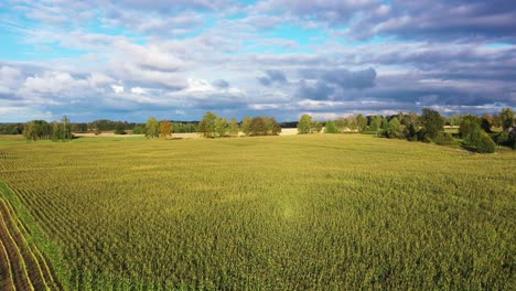 Green-corn-field-surrounded-by-trees-and-nimbus-clouds,-aerial-pan-backwards