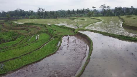 Drone-orbiting-shot-of-farmer-working-on-hilly-rice-field-flooded-after-strong-rain