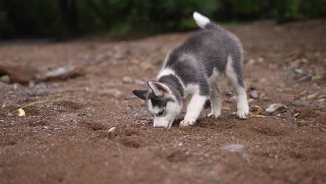 Perro-Husky-Siberiano,-Perro-Husky-Bebé,-Cachorro,-Perro-En-El-Río,-Naturaleza,-Animal-Doméstico-En-Un-Lago,-Alaska,-Perro-Juguetón
