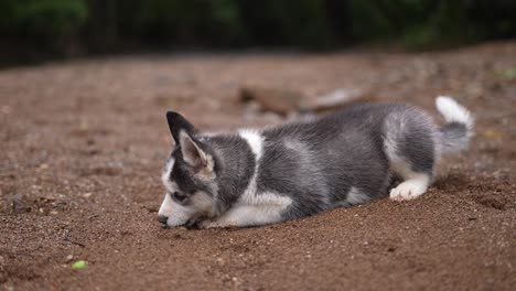 Perro-Husky-Siberiano,-Perro-Husky-Bebé,-Cachorro,-Perro-En-El-Río,-Naturaleza,-Animal-Doméstico-En-Un-Lago,-Alaska