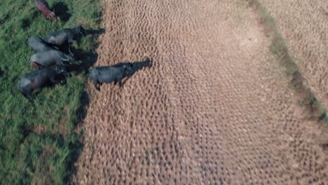 Drone-Cerca-De-Un-Campo-De-Hierba-Verde-Y-Amarillo-Con-Toros-Con-Cuernos-Y-Vacas-Comiendo-Hierba