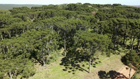 Brazilian-pine-forest,-typical-tree-from-southern-Brazil,-aerial-view
