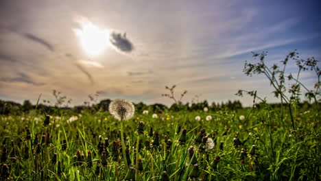Low-angle-shot-of-sun-halo-in-the-sky-with-the-view-white-wild-flower-in-full-bloom-over-green-grass-at-daytime-in-timelapse