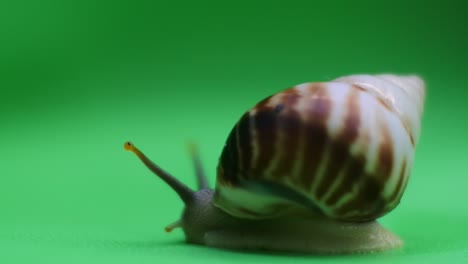 Snail-crawling-on-green-screen-3