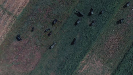Drone-rotating-shot-view-from-above-of-a-green-and-yellow-field-of-grass-with-bulls-with-horns-and-cows-eating-grass