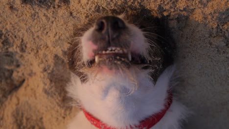 Face-close-up-of-exhausted-dog-laying-on-his-back-in-the-sand,-top-down-shot-of-tired-pet-at-the-beach
