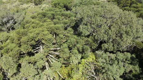 Typical-pine-forest-of-southern-Brazil,-drone-flyover