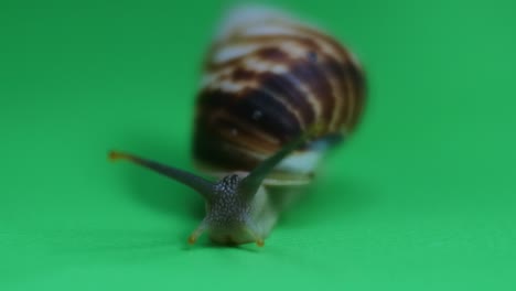 Snail-crawling-on-green-screen.-HD-videos