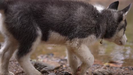 Siberian-Husky-Hund,-Baby-Husky-Hund,-Welpe,-Hund-Im-Fluss,-Natur,-Haustier-In-Einem-See,-Alaska,-Verspielter-Hund,-Dogg