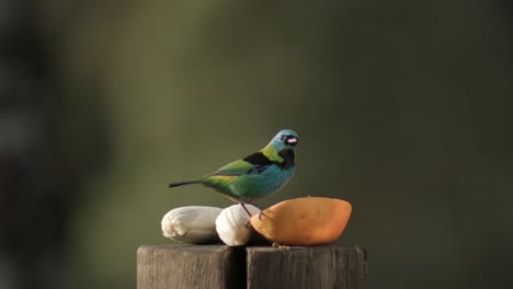 Nahaufnahme-Eines-Grünköpfigen-Tanagervogels,-Der-Früchte-Isst