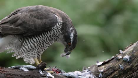 Macro-close-up-of-Wild-Northern-Goshawk-biting-prey-after-hunt-in-nature---slow-motion-footage
