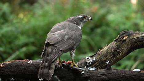 Aggressive-Hawk-perched-on-wood-eating-fresh-prey,close-up---biting-and-tearing-in-forest