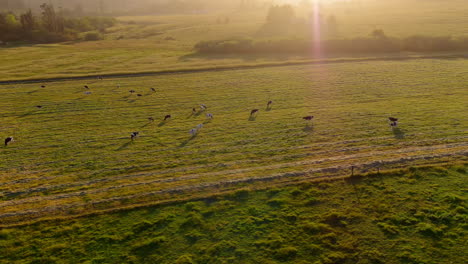Dairy-cows-grazing-in-a-pasture-at-sunset---aerial-orbiting-view