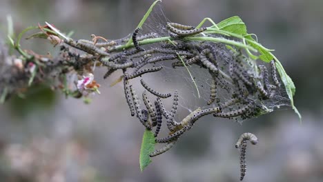 Nesting-web-of-ermine-moth-caterpillars,-yponomeutidae,-feeding-on-green-leaves-in-the-UK