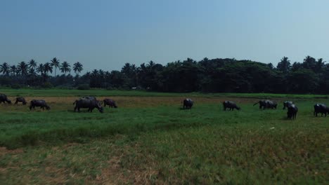 Drone-shot-flying-towards-a-green-and-yellow-field-of-grass-with-bulls-and-cows-and-a-tropical-forest-around,-blue-sky-and-white-birds