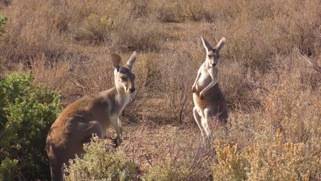 Zwei-Rote-Antilopen-Kängurus-Stehen-Still-Und-Ruhen-In-Der-Savanne,-Noch-Aufnahme-Von-Ein-Paar-Beuteltieren-In-Australien