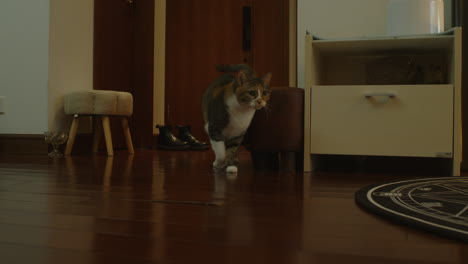 A-pet-cat-walking-across-the-living-room