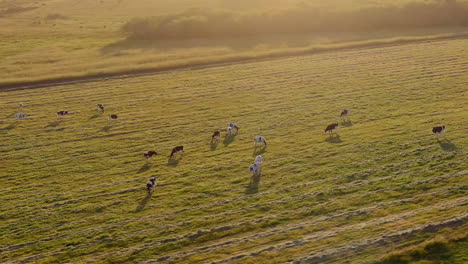 Content-dairy-cows-grazing-in-a-grassy-meadow-near-a-village-with-a-picturesque-white-church-in-the-California-countryside---aerial-parallax