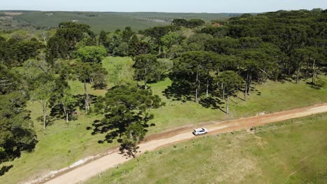 Car-on-a-dirt-road-through-the-pine-forest,-southern-Brazil,-drone-view