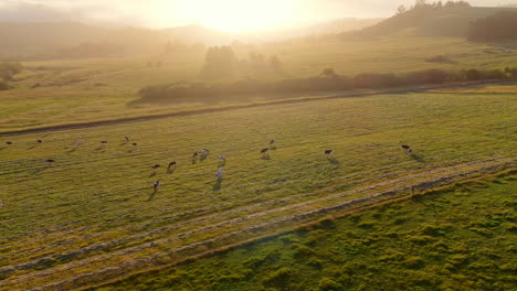 Aerial-orbit-view-of-cows-on-a-pasture-in-evening-light