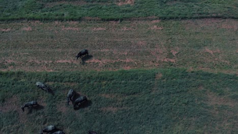 Drone-shot-flying-above-of-a-green-and-yellow-field-of-grass-with-bulls-with-horns-and-cows-eating-grass