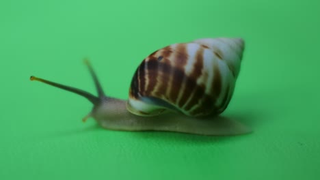 Snail-crawling-on-green-screen-2
