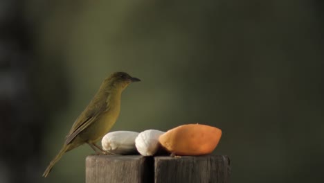 Beautiful-Canary-Bird-Perch-On-A-Log-With-Fruits
