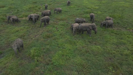 Close-Up-Cinematic-Aerial-Drone-Shot-Flying-Over-a-Heard-of-Beautiful-Grey-Elephants-Grazing