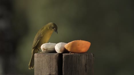 Olivgrüner-Tanagervogel,-Der-Banane-Auf-Baumstumpf-Mit-Verschwommenem-Hintergrund-Isst