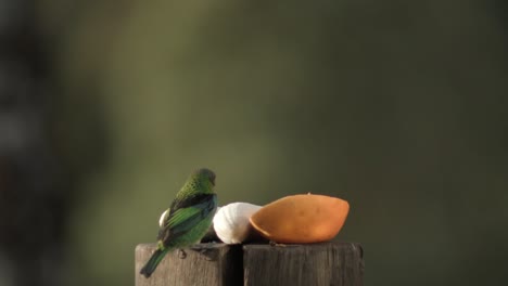 Pájaro-Tanger-De-Cabeza-Verde-Comiendo-Frutas,-Fondo-Borroso,-Estático