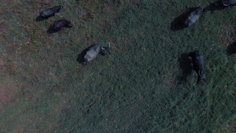 Drone-shot-view-from-above-of-a-green-and-yellow-field-of-grass-with-bulls-with-horns-and-cows-eating-grass