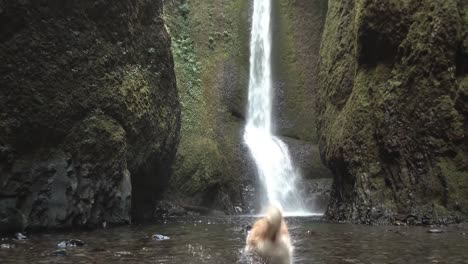 Tilt-down-shot-of-a-golden-retriever-going-into-a-waterfall-pond,-hiking-with-pet-or-trekking-concept
