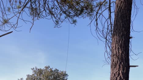 High-altitude-pruning-woman-pulling-down-a-rope-that-hangs-from-a-pine-tree