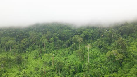 Línea-Nublada-Mística-Cubierta-Horizontal-Sobre-Una-Exuberante-Selva-Tropical