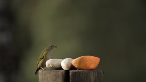 Pájaro-Canario-Doméstico-Comiendo-Frutas-Al-Aire-Libre-En-Poca-Profundidad-De-Campo