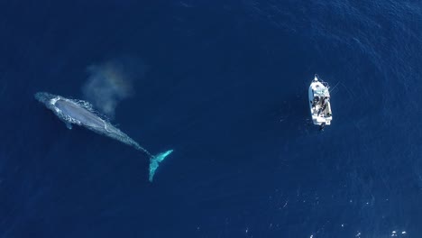 Giant-Blue-Whale-Hangs-Out-Next-To-Boat