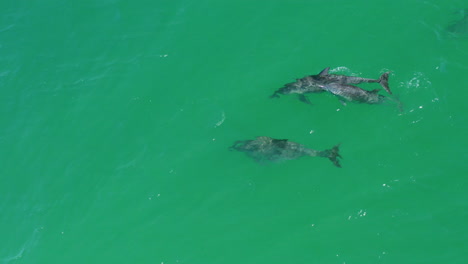 Wild-Baby-Dolphin-Swimming-In-Pod-With-Mother-And-Family-In-Clear-Australian-Ocean,-4K-Aerial-Drone