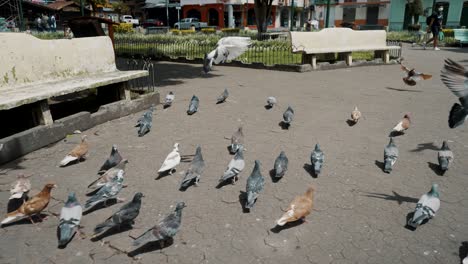 Flock-Of-Domestic-Dove-Birds-In-The-City-Square-Of-Baños-de-Agua-Santa-In-Ecuador