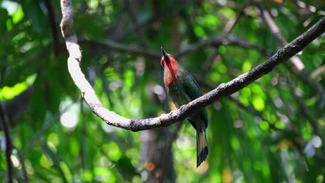 Looking-up-on-the-right-side-and-turns-its-head,-Red-bearded-Bee-eater-Nyctyornis-amictus,-Kaeng-Krachan-National-Park,-Thailand